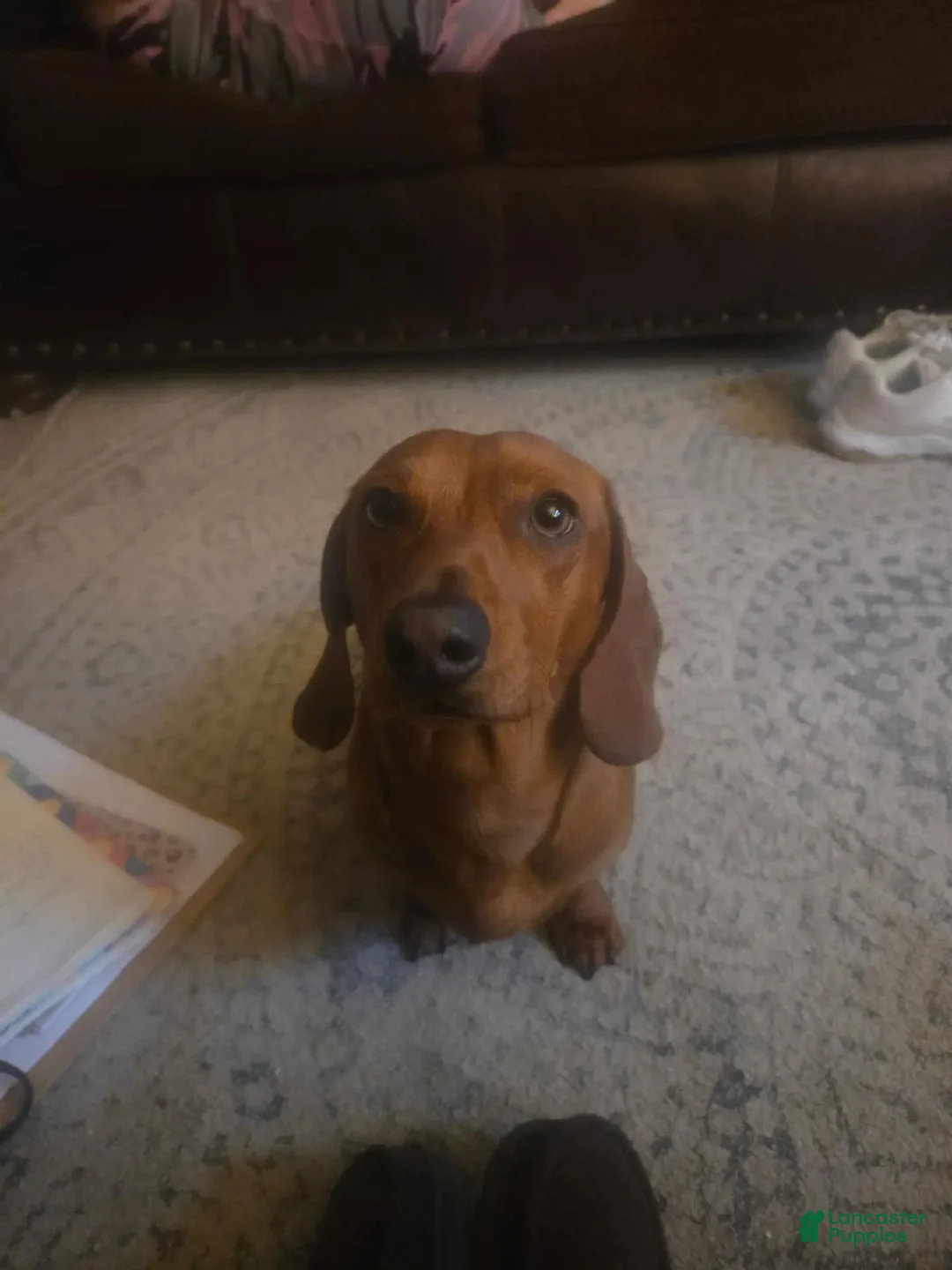Dachshund dogs for stud: Frankie - Ad 2