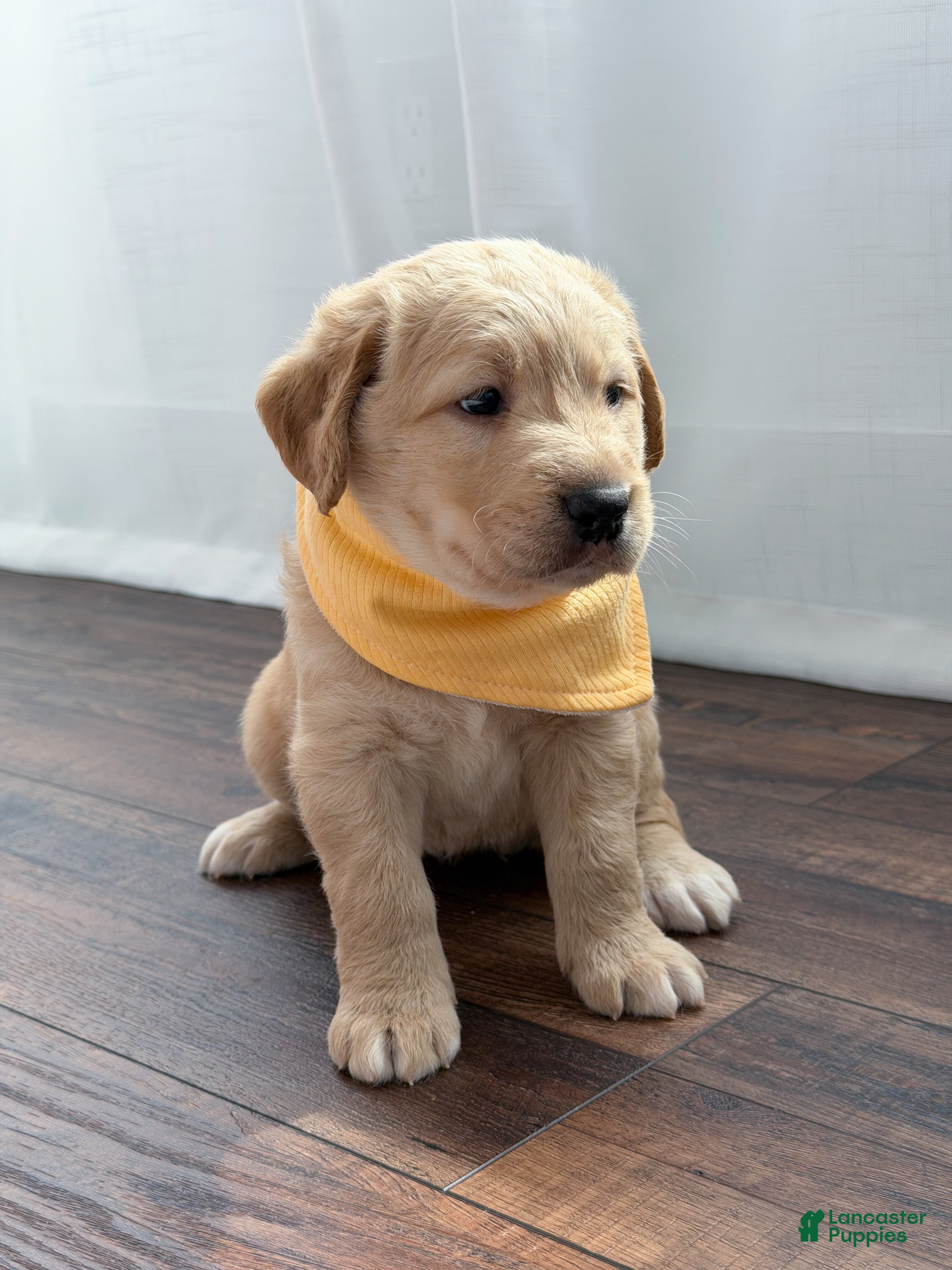 Labradoodle dogs Navy  - Ad 2