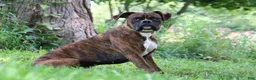 Boxer dogs for sale: Theo - Ad 11