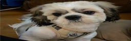 Shih Tzu dogs for sale: Luna - Ad 4
