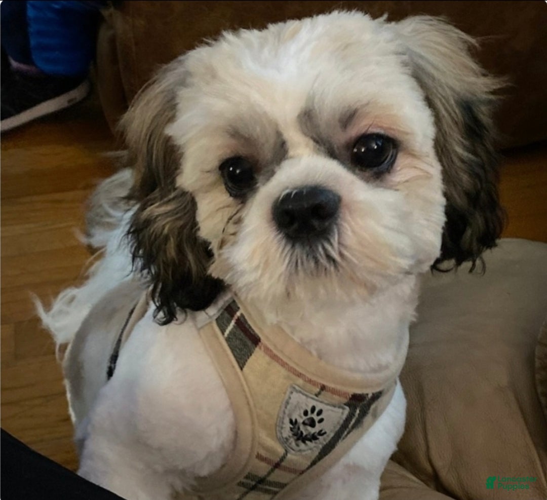 Shih Tzu dogs for sale: Luna - Ad 4