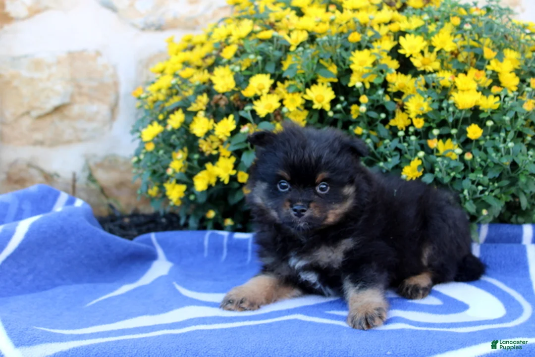 Pomeranian dogs for sale: Garret - Ad 4