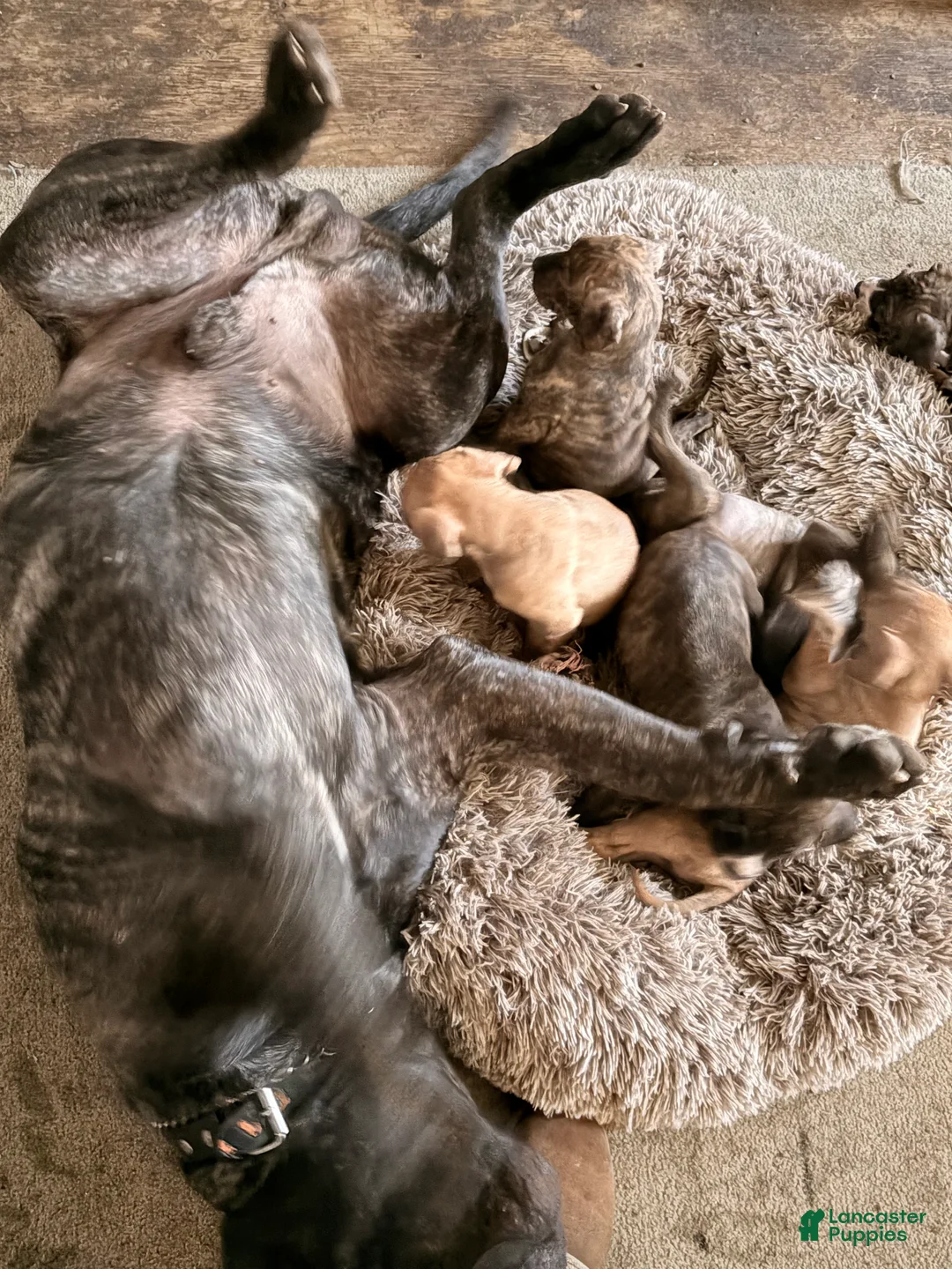 Gallery Image {{count}}