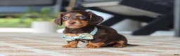Miniature Dachshund dogs for sale: Warren - Ad 10