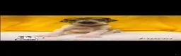 Great Dane dogs for sale: Fuscia  - Ad 1