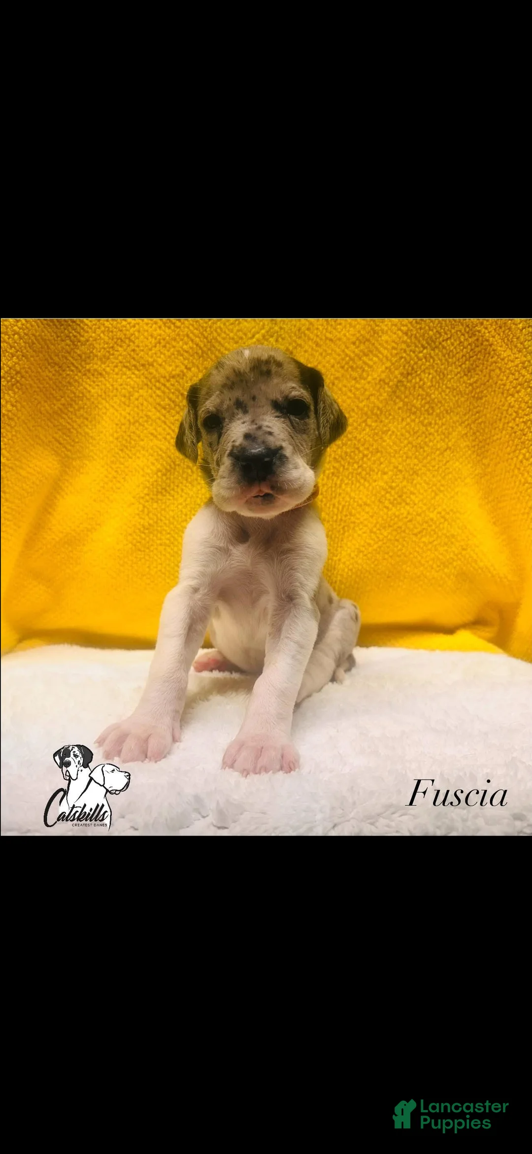 Great Dane dogs for sale: Fuscia  - Ad 1