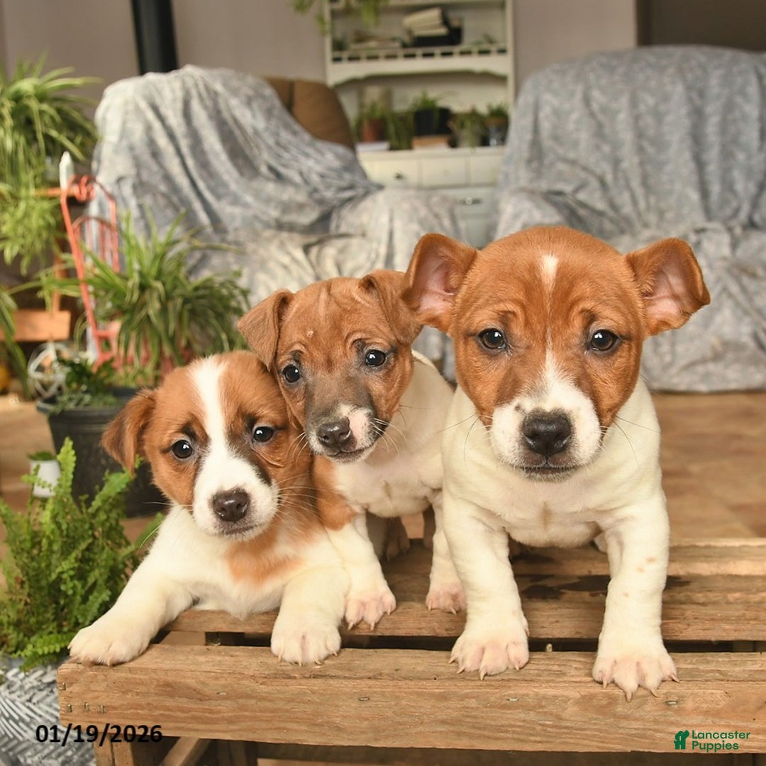 Jack Russell Terrier dogs for sale: Ava  - Ad 3