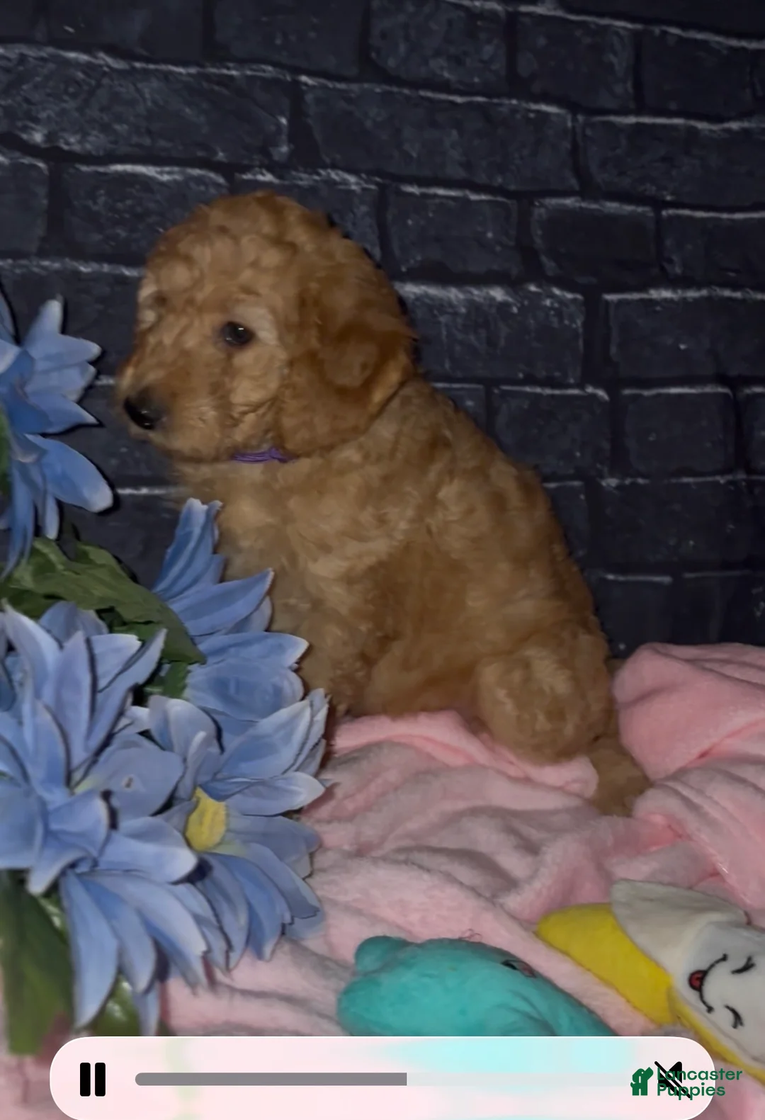 Goldendoodle dogs for sale: Violet - Ad 2