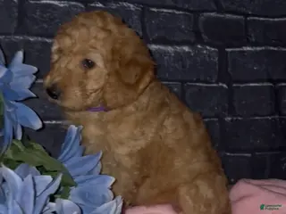 Goldendoodle dogs Violet - Ad 42