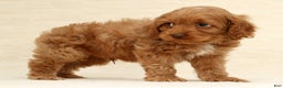 Cockapoo dogs for sale: Bubbles - Ad 2