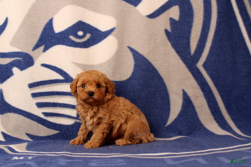 Toy Poodle dogs Fireman - Ad 2