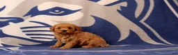 Toy Poodle dogs for sale: Fireman - Ad 2