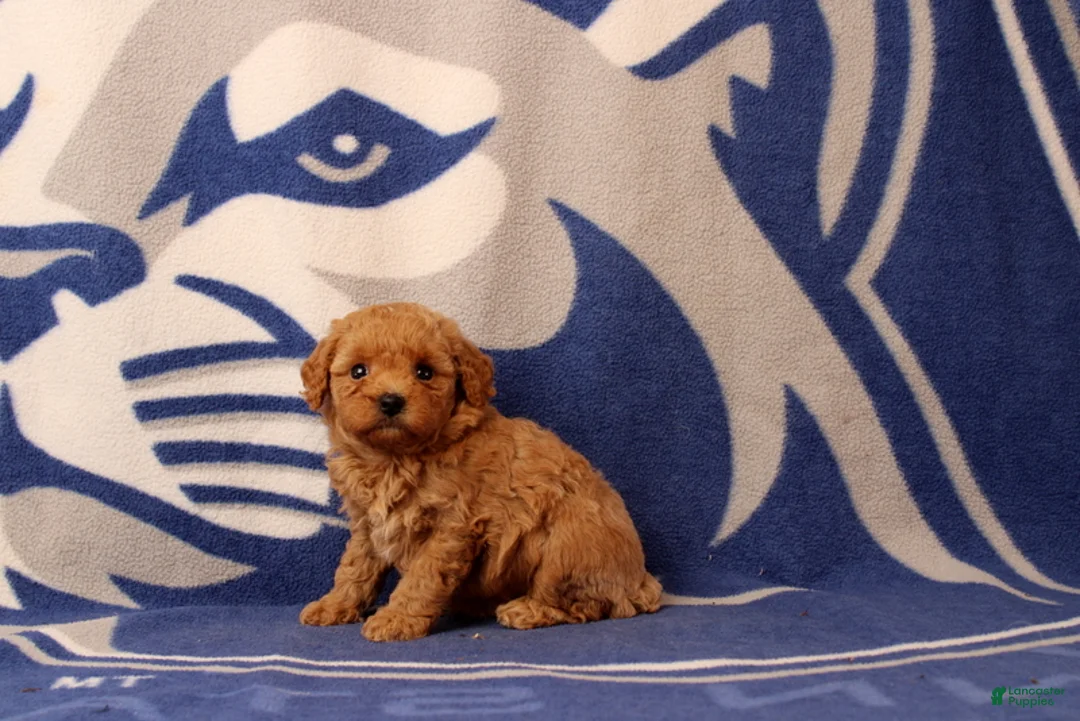 Toy Poodle dogs for sale: Fireman - Ad 2