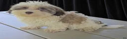 Havanese dogs for sale: Ashley - Ad 4