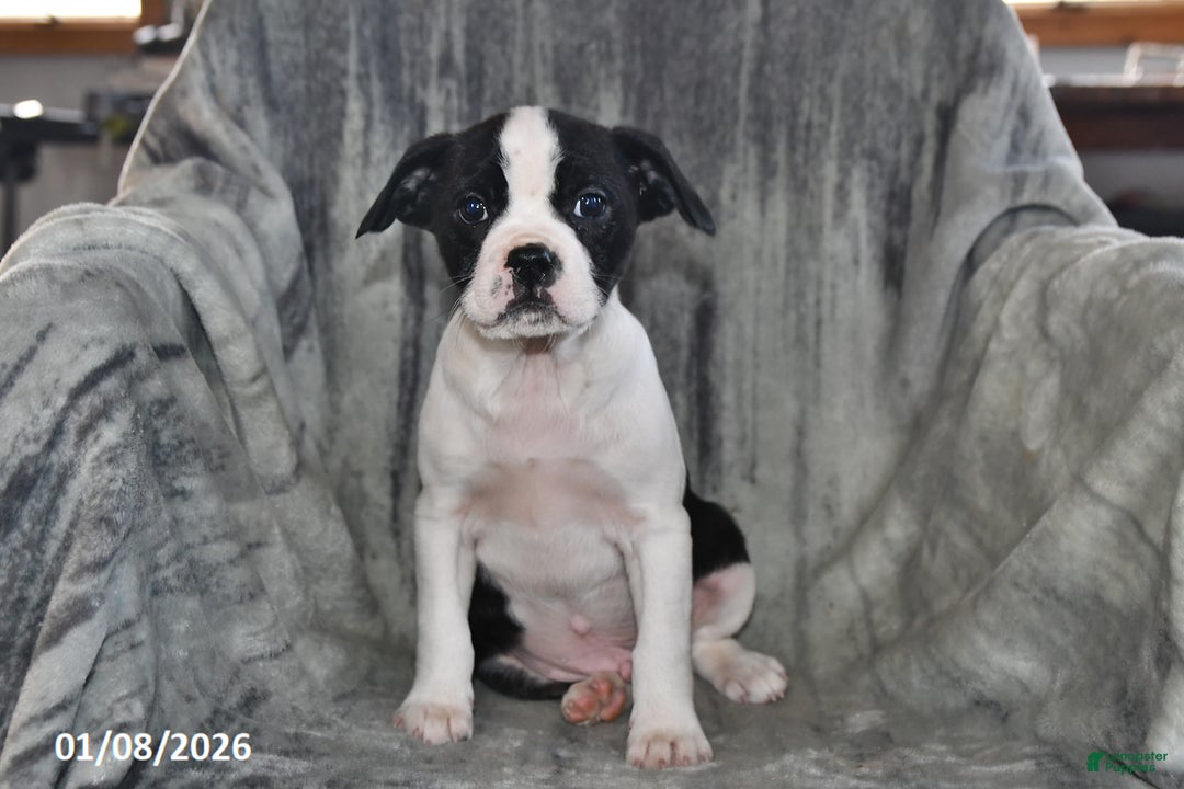 Mixed Breed dogs for sale: Snickers - Ad 3