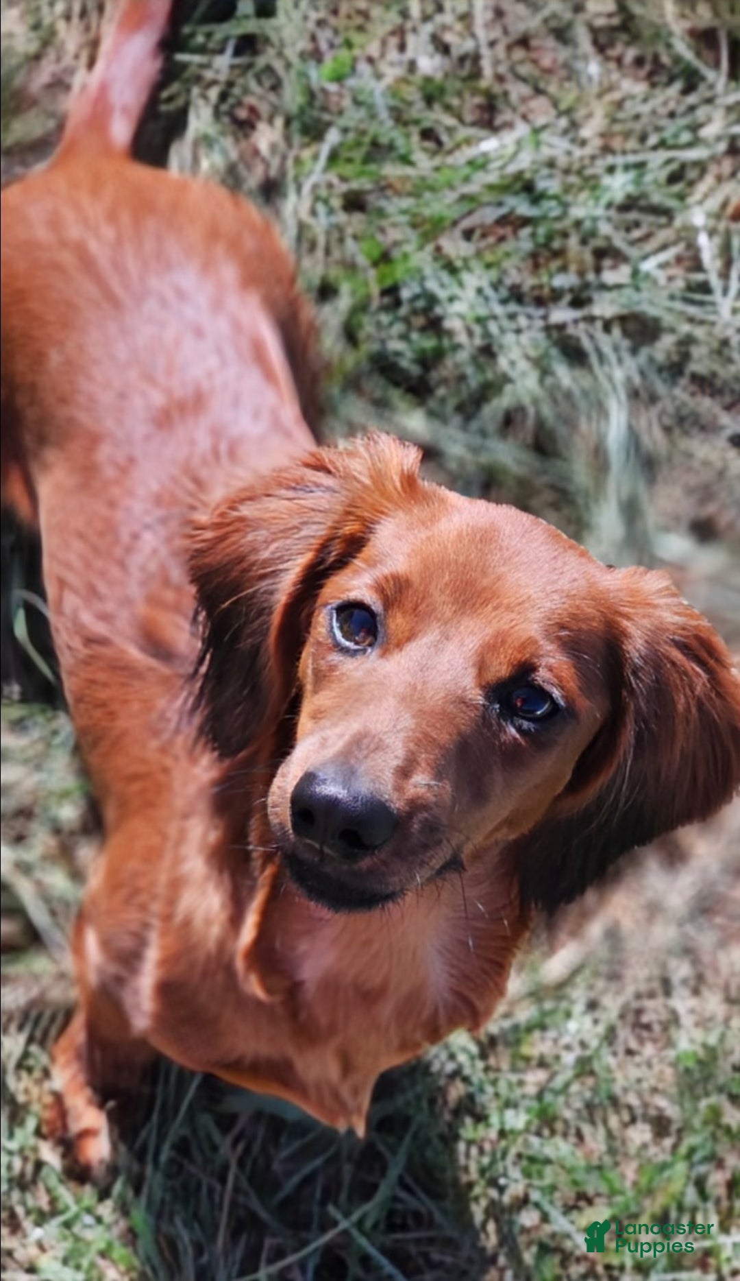 Miniature Dachshund dogs for sale: Lucas - Ad 10