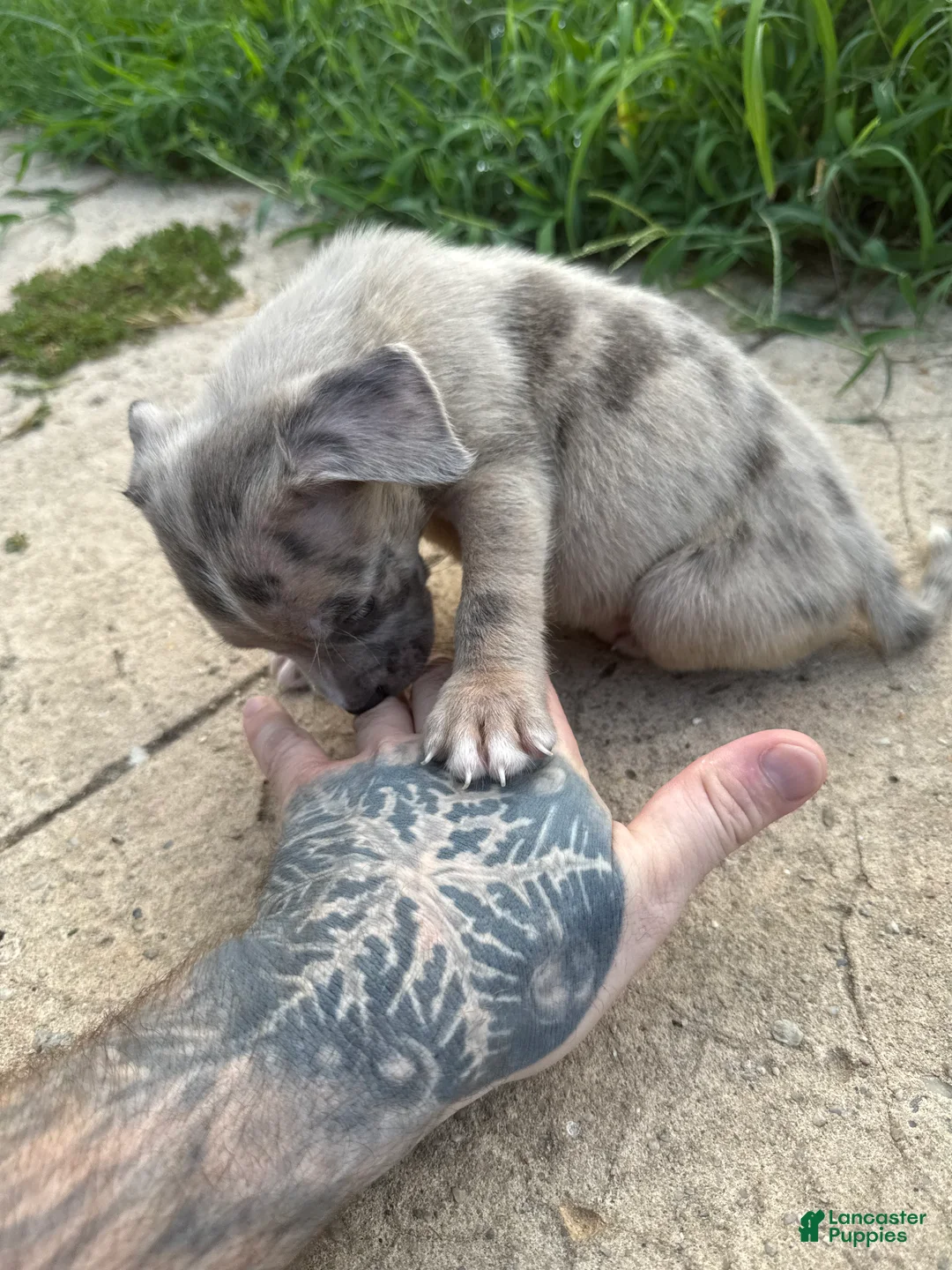 American Bully dogs for sale: Winter - Ad 1