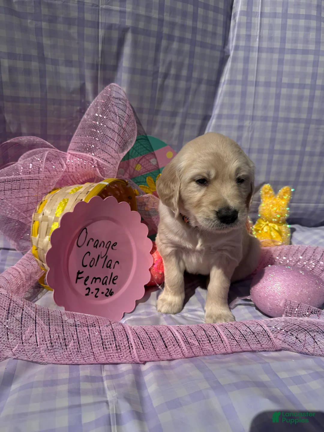 Golden Retriever dogs for sale: Orange Collar - Ad 2