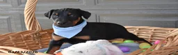 Doberman Pinscher dogs for sale: Benjamin - Ad 2