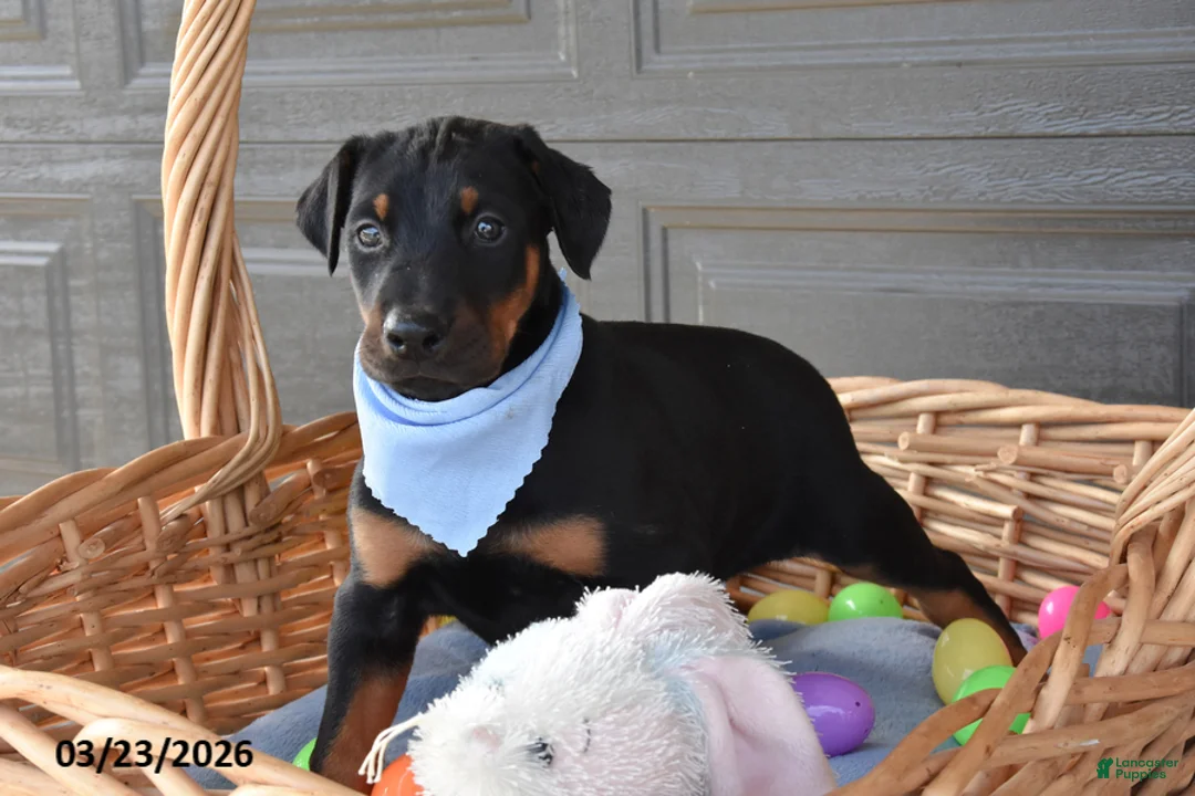 Doberman Pinscher dogs for sale: Benjamin - Ad 2