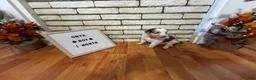 Australian Shepherd dogs for sale: Onyx  - Ad 3