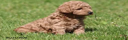 Miniature Poodle dogs for sale: Murphy - Ad 5