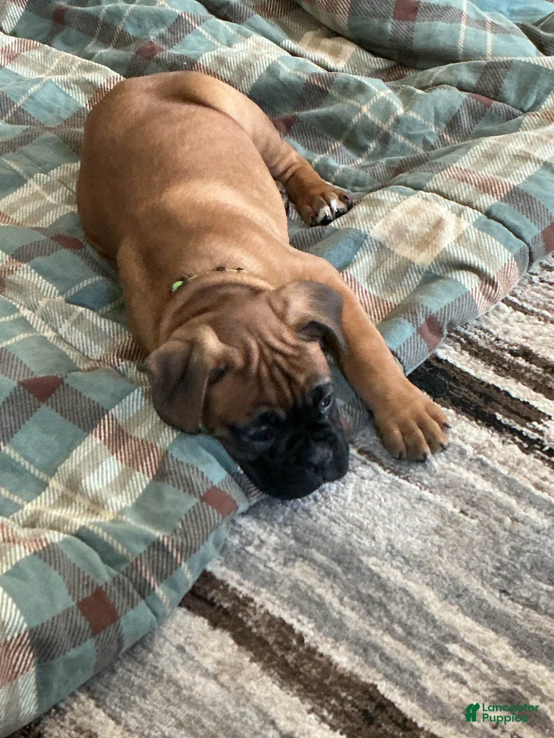 Boxer dogs for sale: Dozer - Ad 7