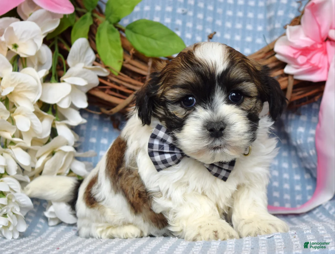 Teddy Bear dogs for sale: Tanner  - Ad 5