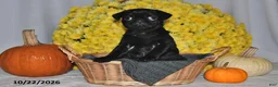 Pug dogs for sale: Shelly - Ad 5