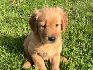 Golden Retriever dogs Mikey - Ad 13