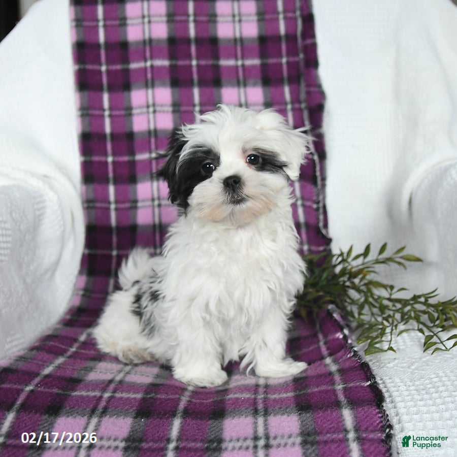 Malshi dogs Sunny   - Ad 1