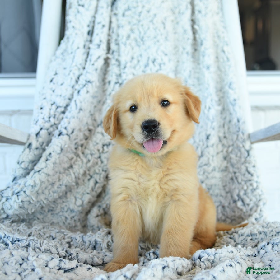 Golden Retriever dogs Grits - Ad 1