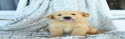 Golden Retriever dogs for sale: Grits - Ad 1