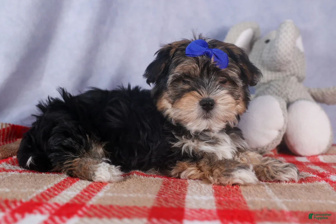 Morkie dogs for sale: Newton - Ad 18