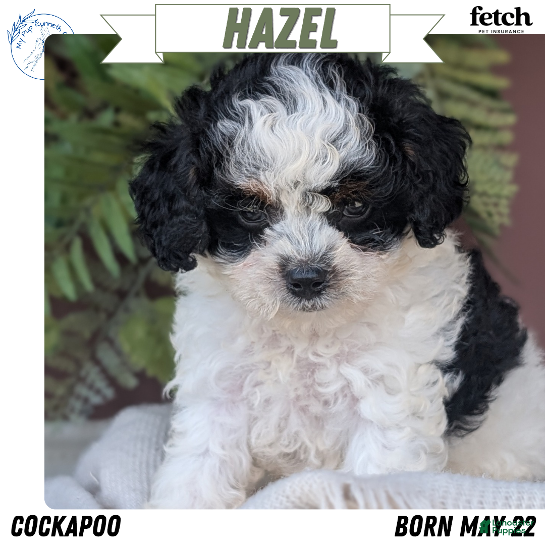 Cockapoo dogs Hazel - Ad 1