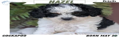 Hazel
