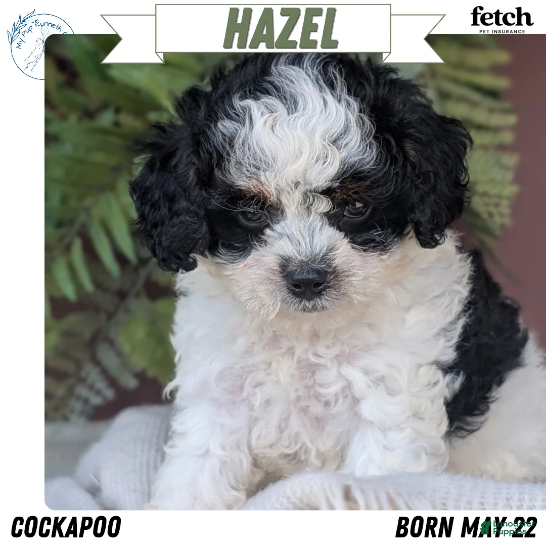 Cockapoo dogs for sale: Hazel - Ad 1