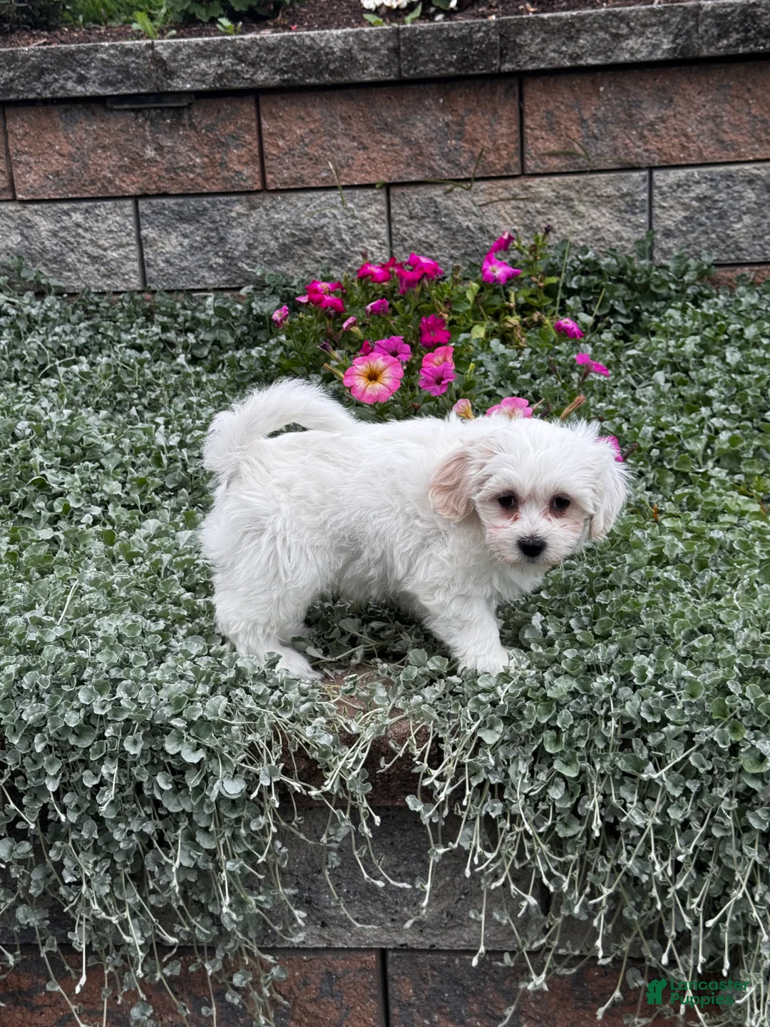 Teddy Bear dogs for sale: Justin - Ad 2