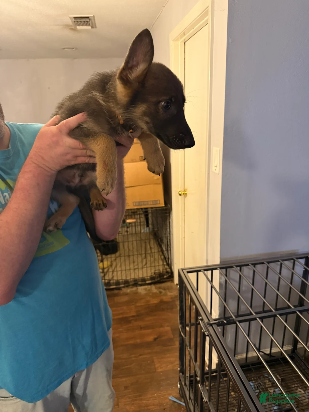 German Shepherd dogs for sale: German Shepherd 2 - Ad 2