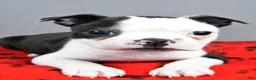 Boston Terrier dogs for sale: Asher - Ad 7
