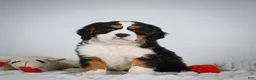 Miniature Bernese Mountain Dog dogs for sale: Max - Ad 9