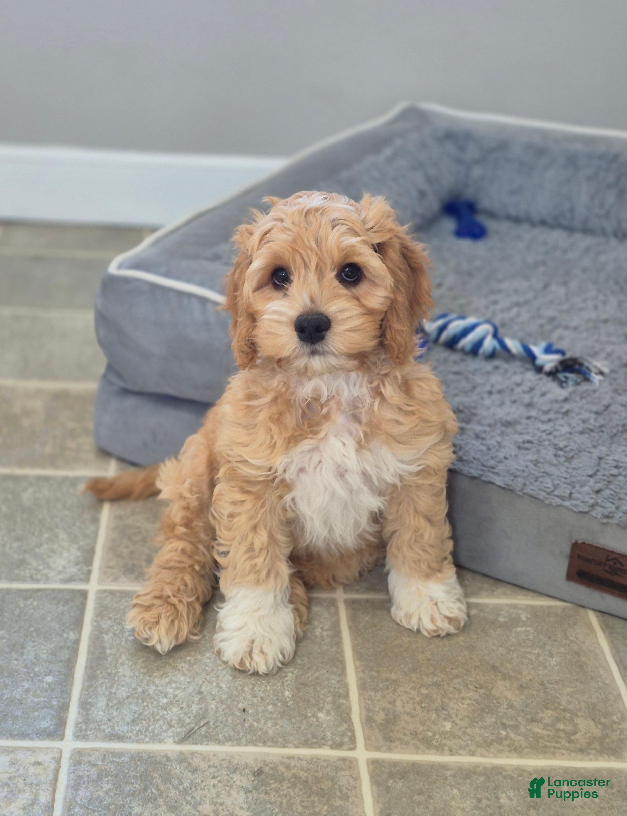 Cockapoo dogs Brody - Ad 2