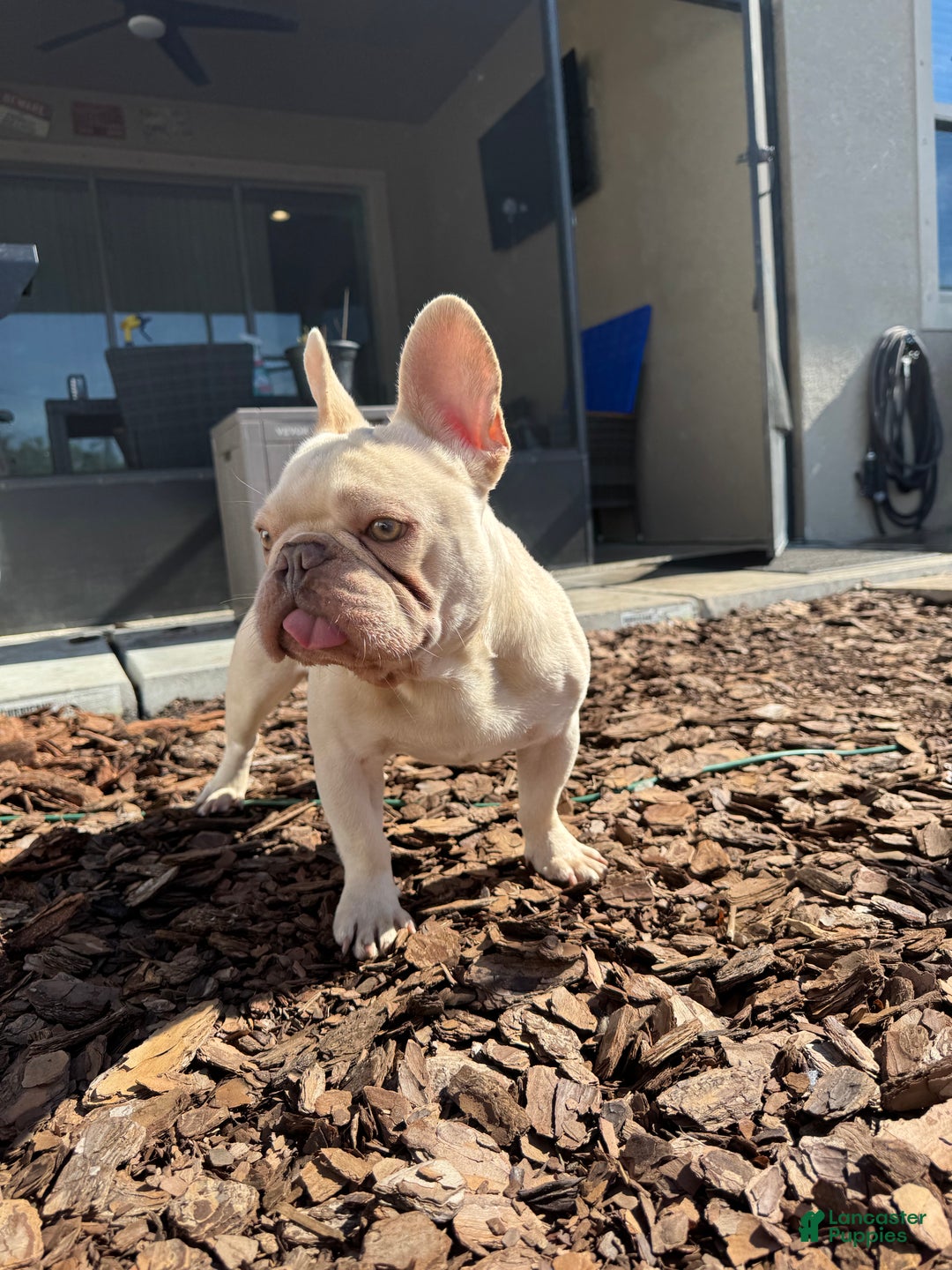 French Bulldog dogs for stud: Pecan stud - Ad 8