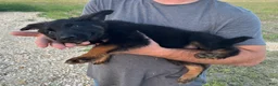 German Shepherd dogs for sale: Gonzo - Ad 4