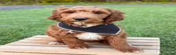 Irish Doodle dogs for sale: Cody - Ad 5
