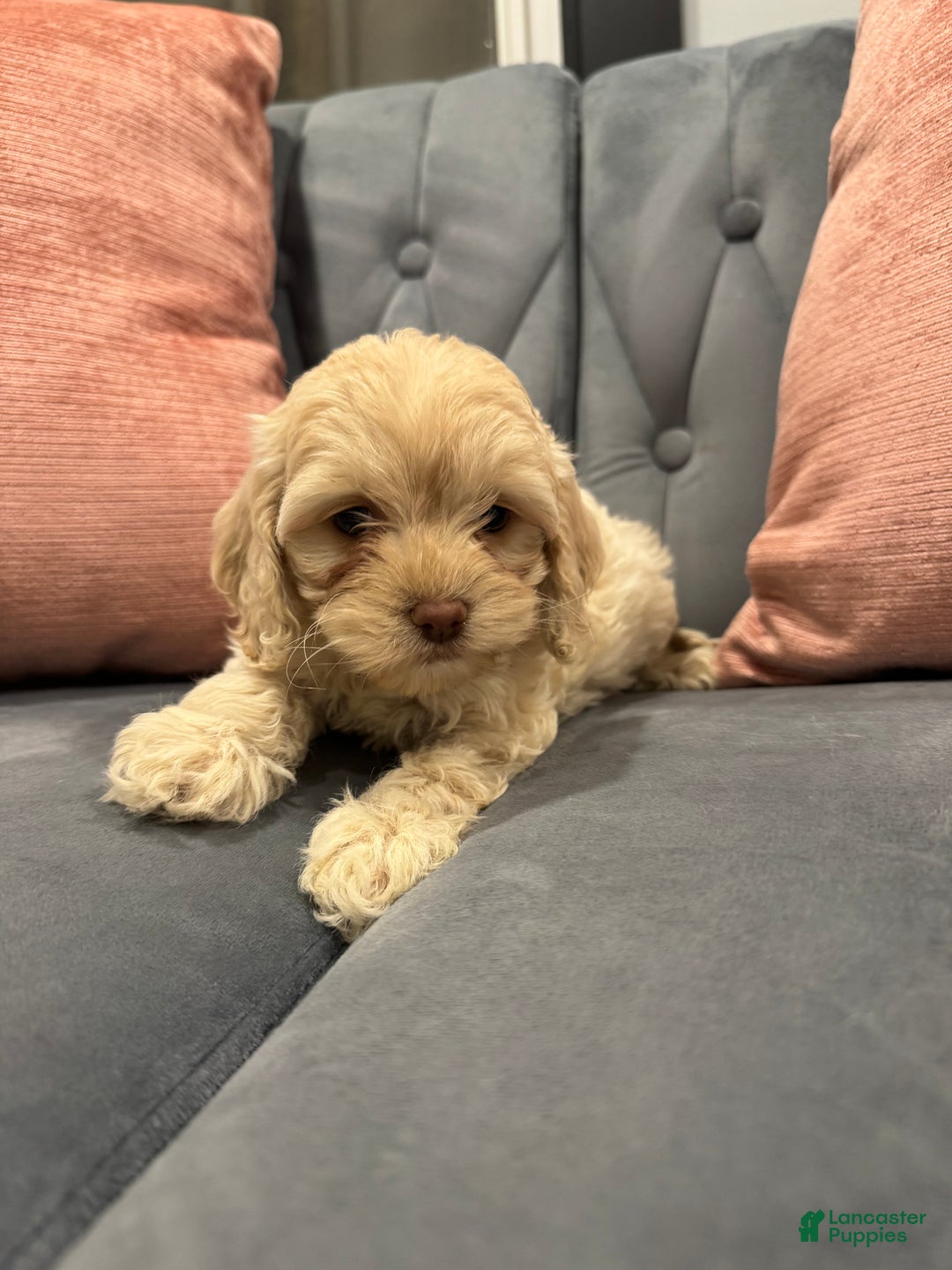 Mini Goldendoodle dogs for sale: Martha - Ad 5