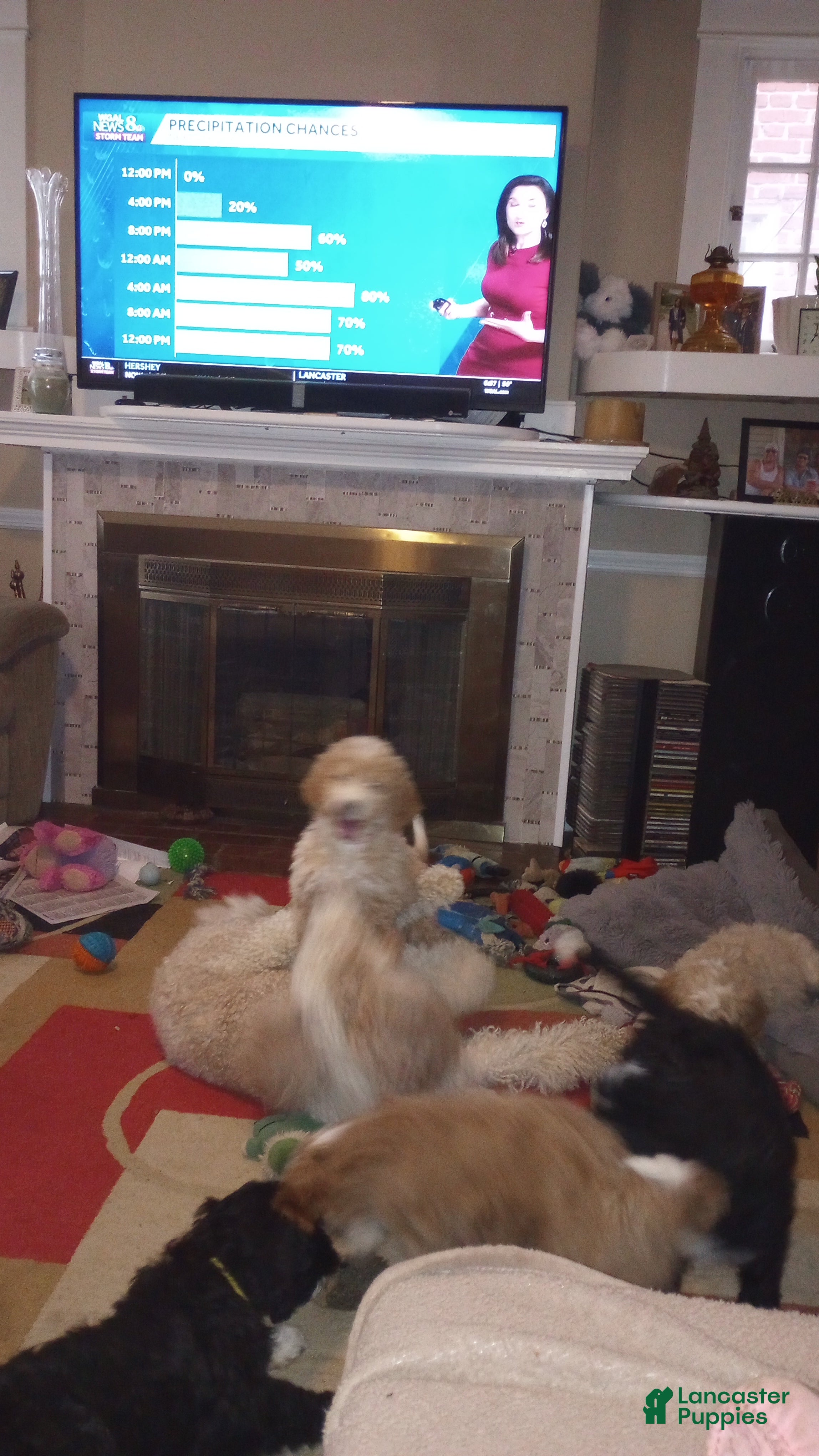 Mini Bernedoodle dogs Amber - Ad 2