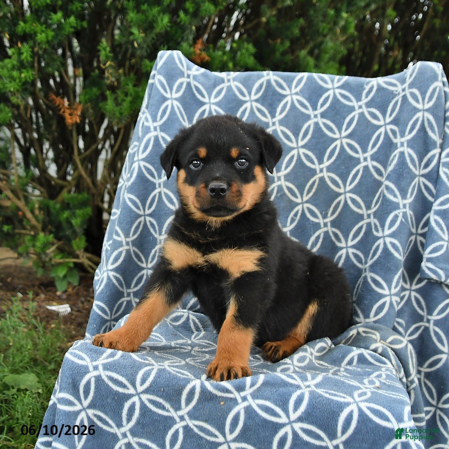 Rottweiler dogs Moose - Ad 1