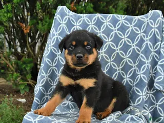 Rottweiler dogs for sale: Moose - Ad 3