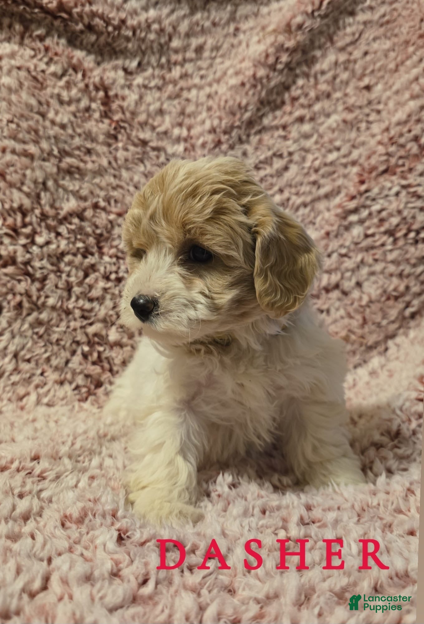 Bichpoo dogs Bichpoo Puppy 3 - Ad 16